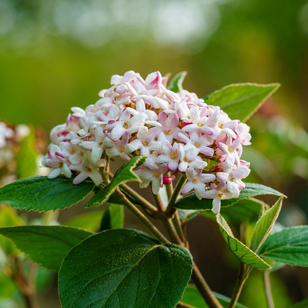 Mohawk Burkwood Viburnum 3 foot B038B