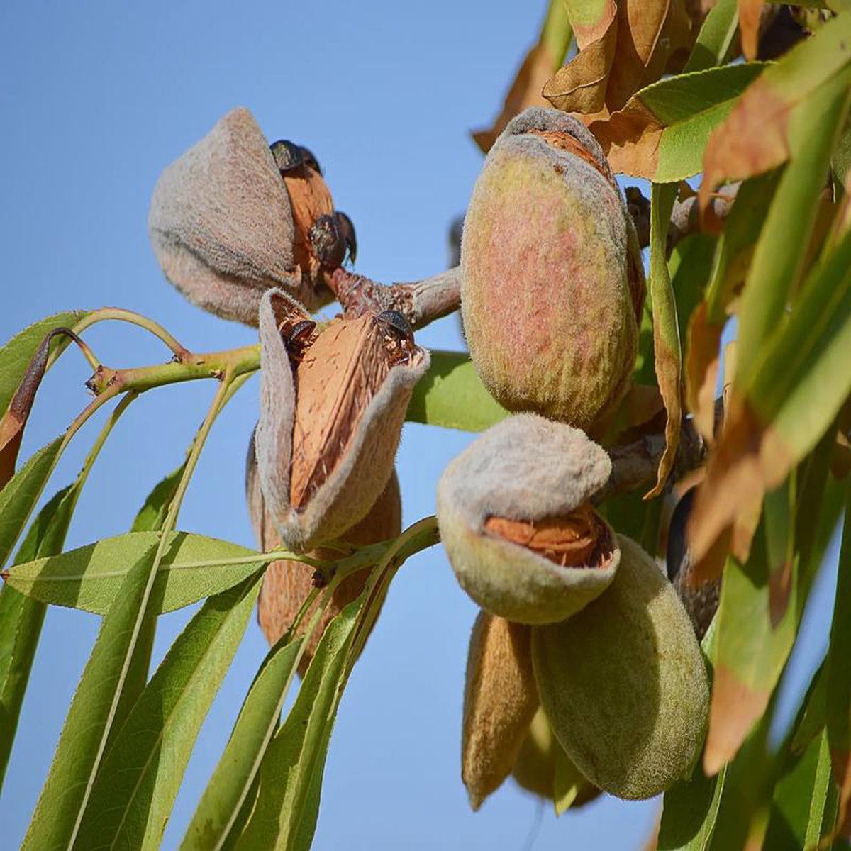 Plant Amandier Marcona greff Garnem godet 7 non-trait