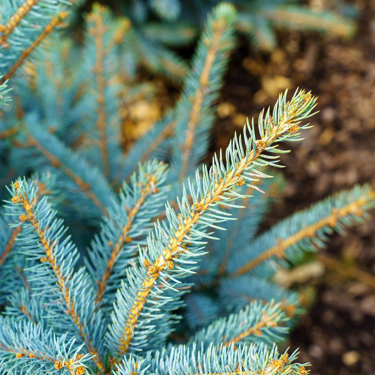 Fat Albert Colorado Spruce 10 to 12 foot B038B