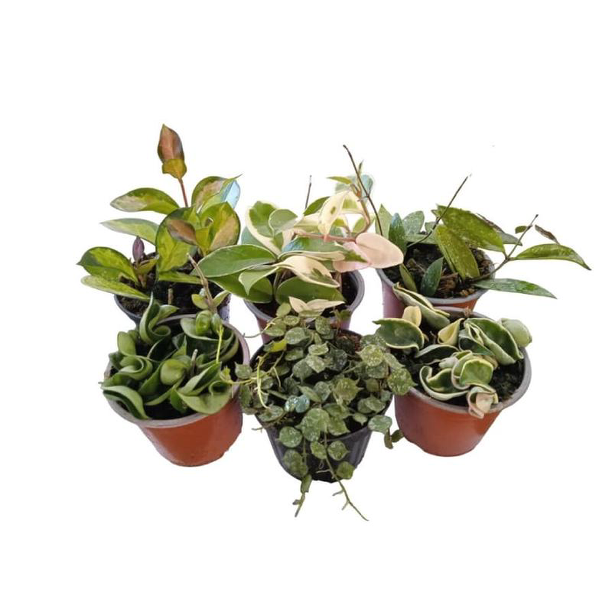 Hoya Mix In Pot 10cm
