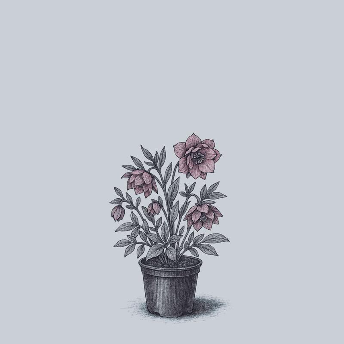 Paris in Pink Lenten Rose 1 Gallon