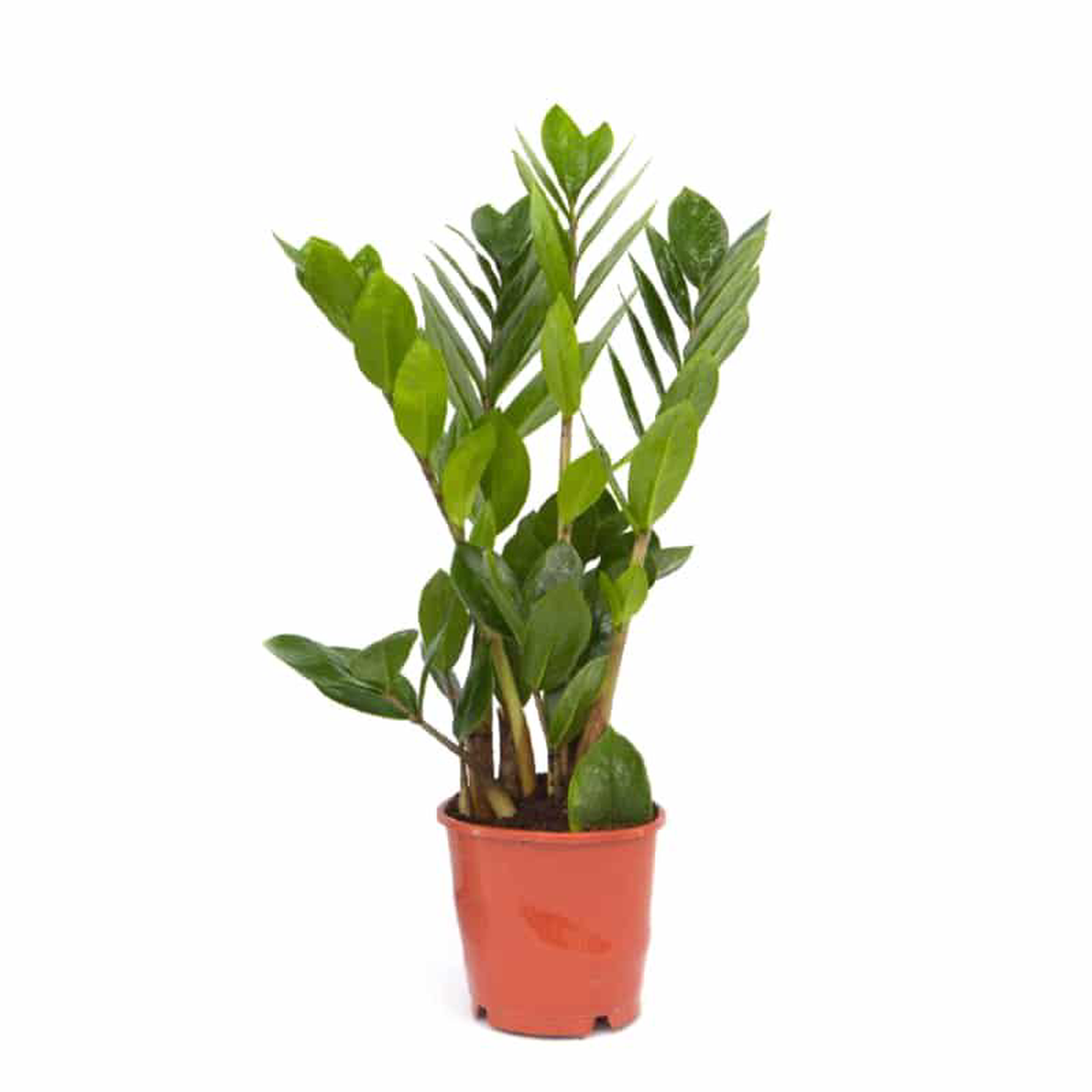 Zamioculcas In Pot 13cm
