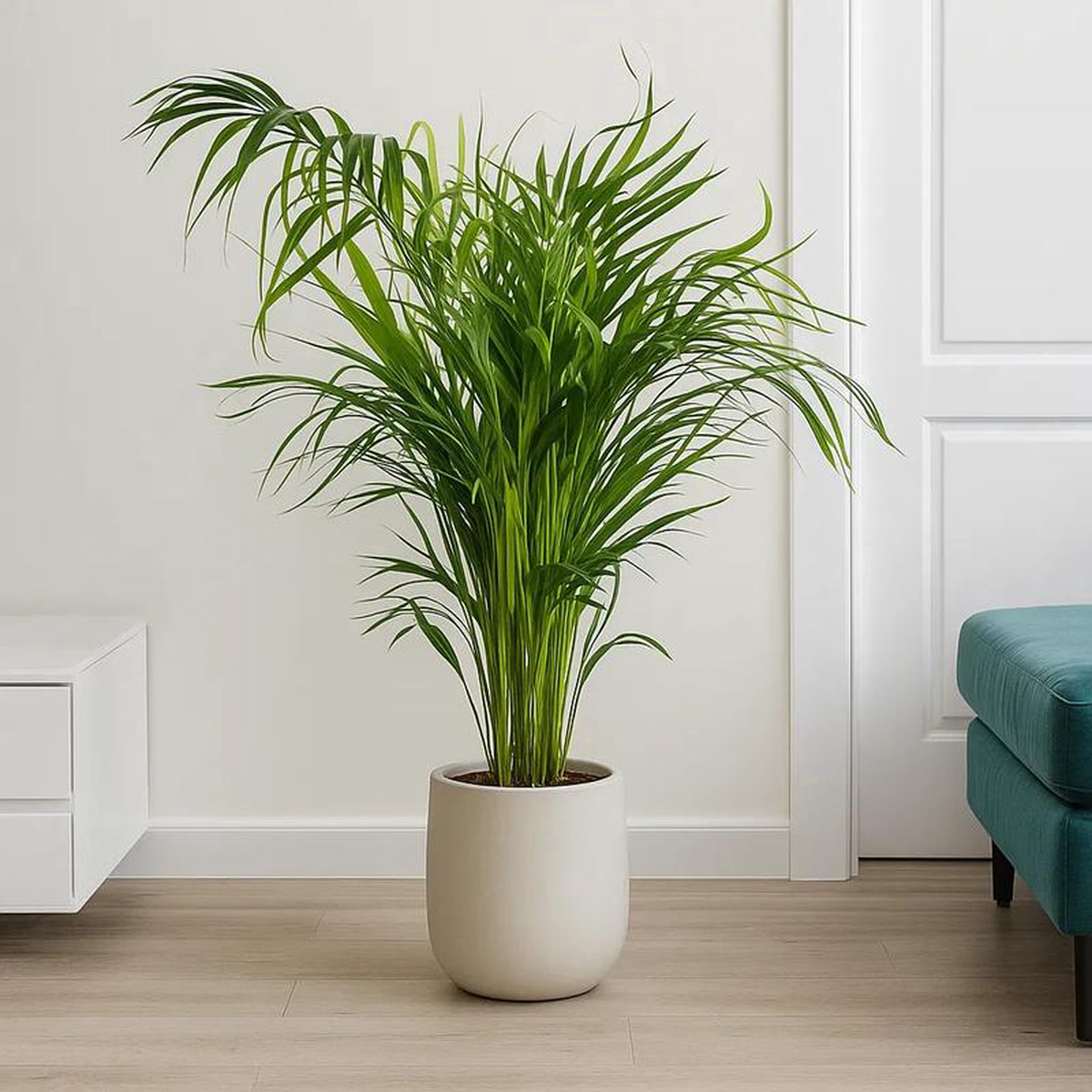 Areca Palm Dypsis Lutescens House Plant 160 8211 200cm Pot 27cm