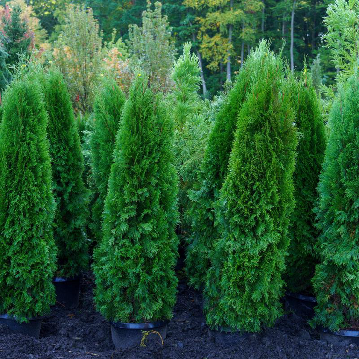 Emerald Green Arborvitae 4 foot B038B