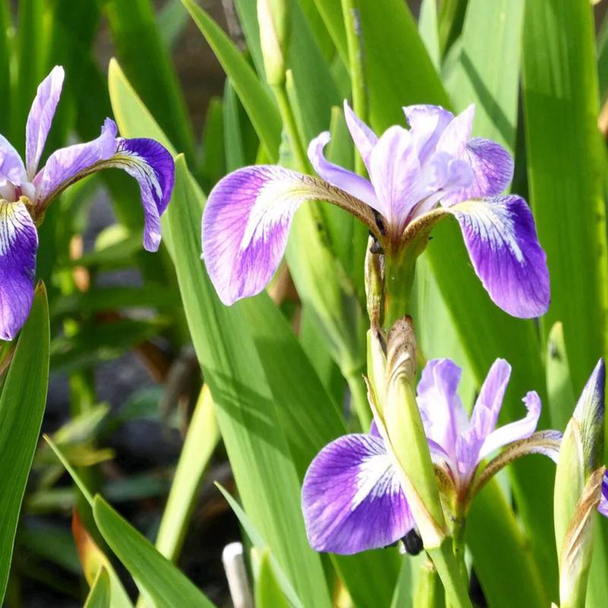 Iris Versicolor Aquatic Pond Plant 8211 Blue Flag Iris 9cm (3 Pack)