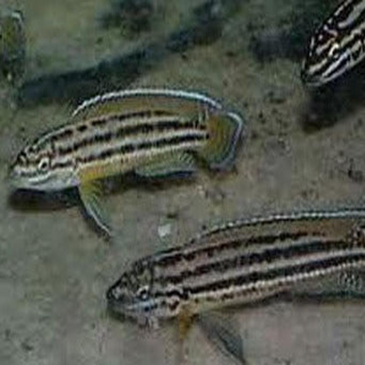Julidochromis Regani 8211 Gold Zambia