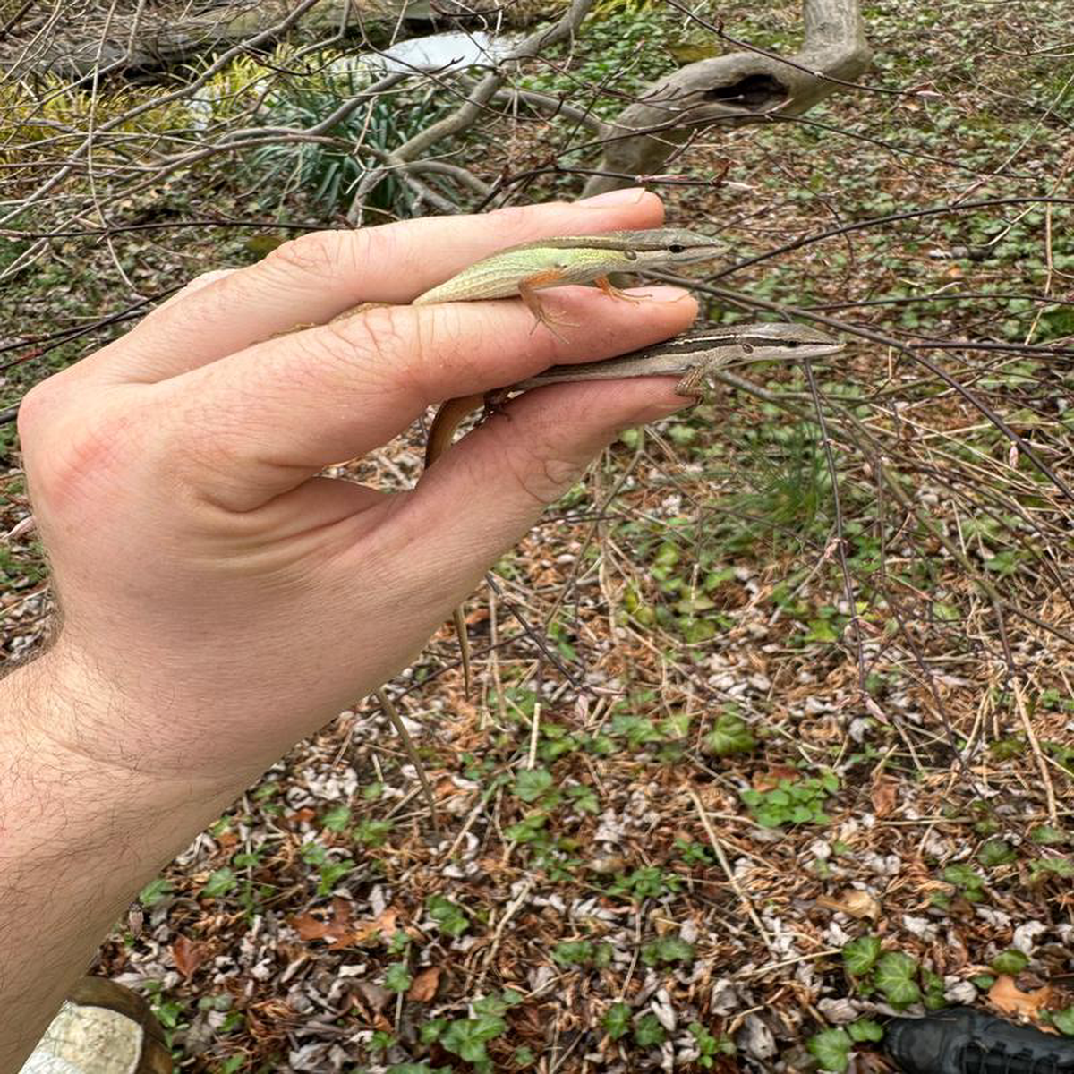 Long Tailed Grass Lizard (Takydromus sexlineatus)
