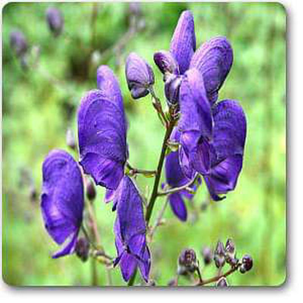 Monks hood 8211 Plant