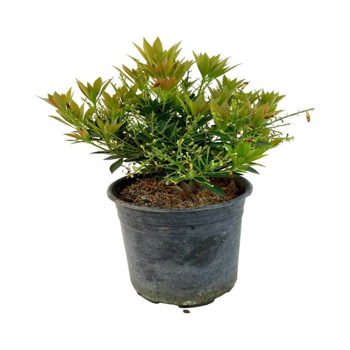 Pieris japonica 8216Prelude8217 1 Gallon