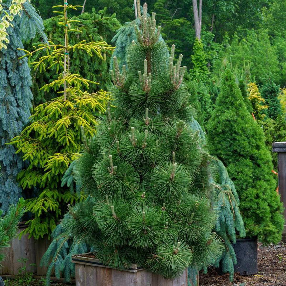 Thunderhead Japanese Black Pine 30 Gallon