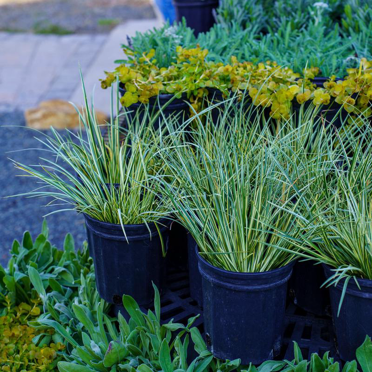 Variegated Japanese Sweet Flag Quart