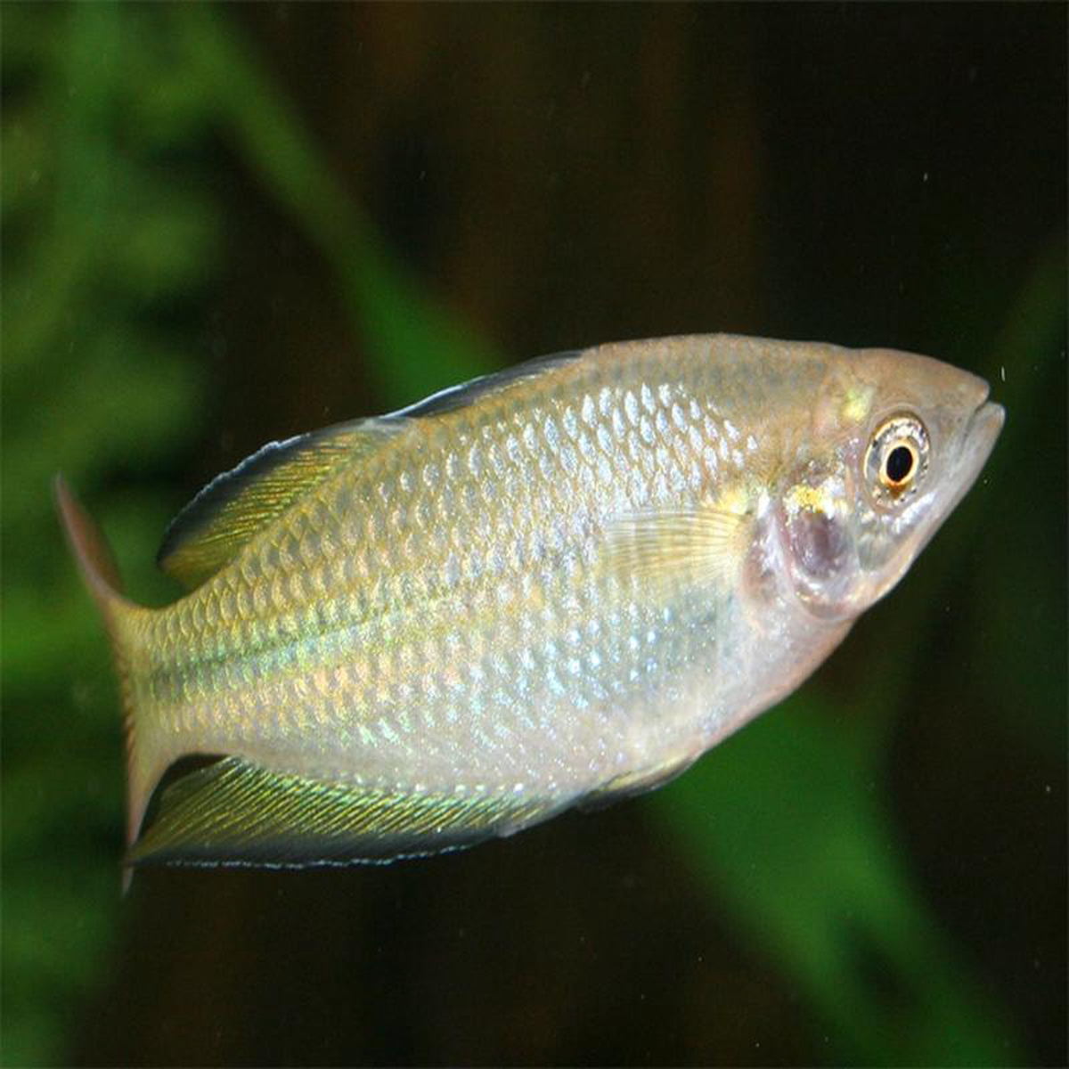 murray river rainbow fish ml