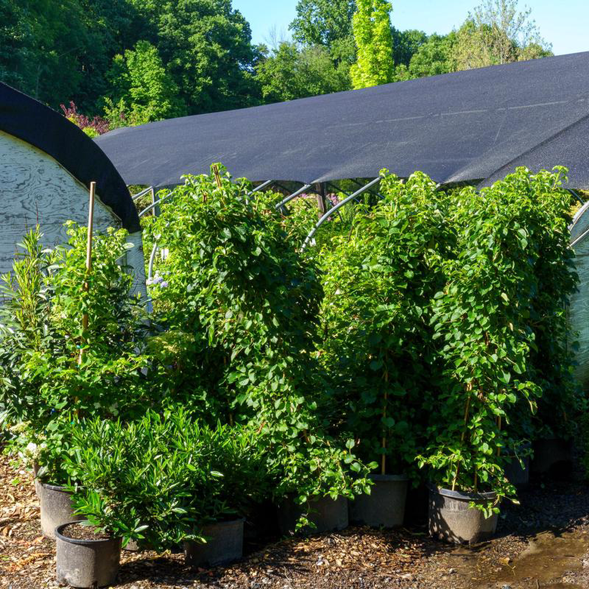 Climbing Hydrangea 3 Gallon Espalier