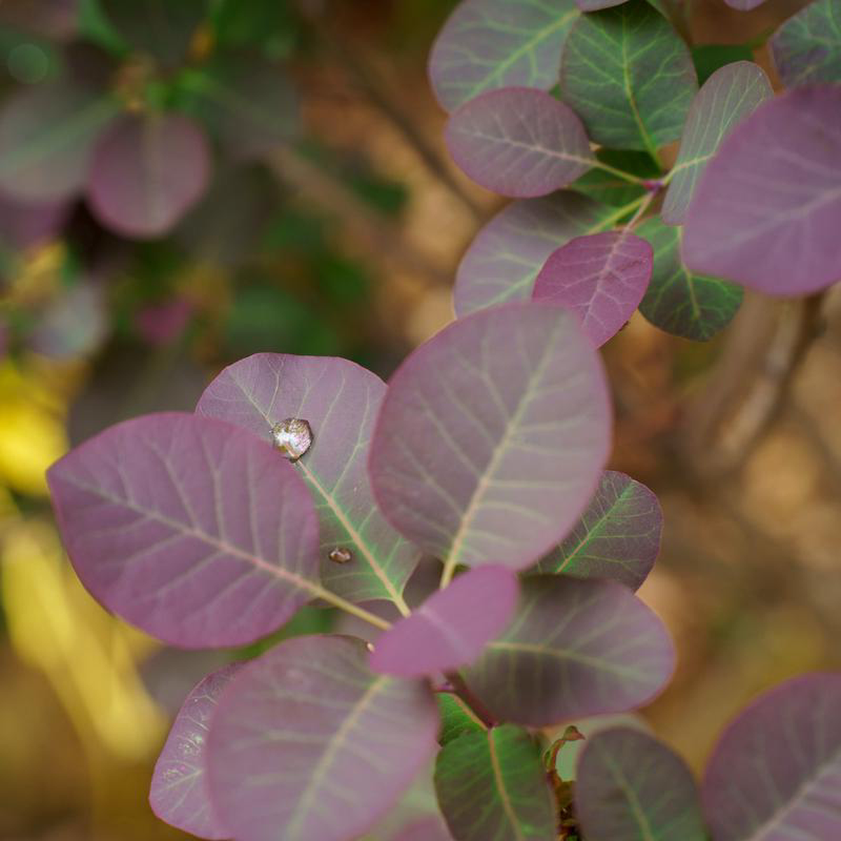 Royal Purple Smokebush 8 foot B038B