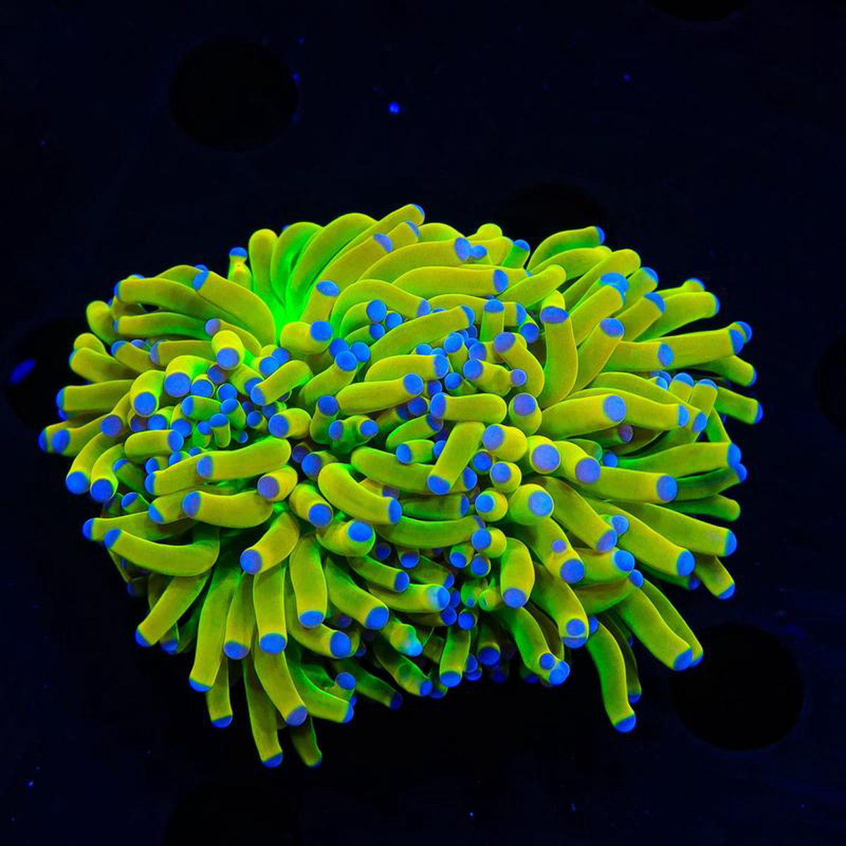 TSA Holy Grail Torch Coral