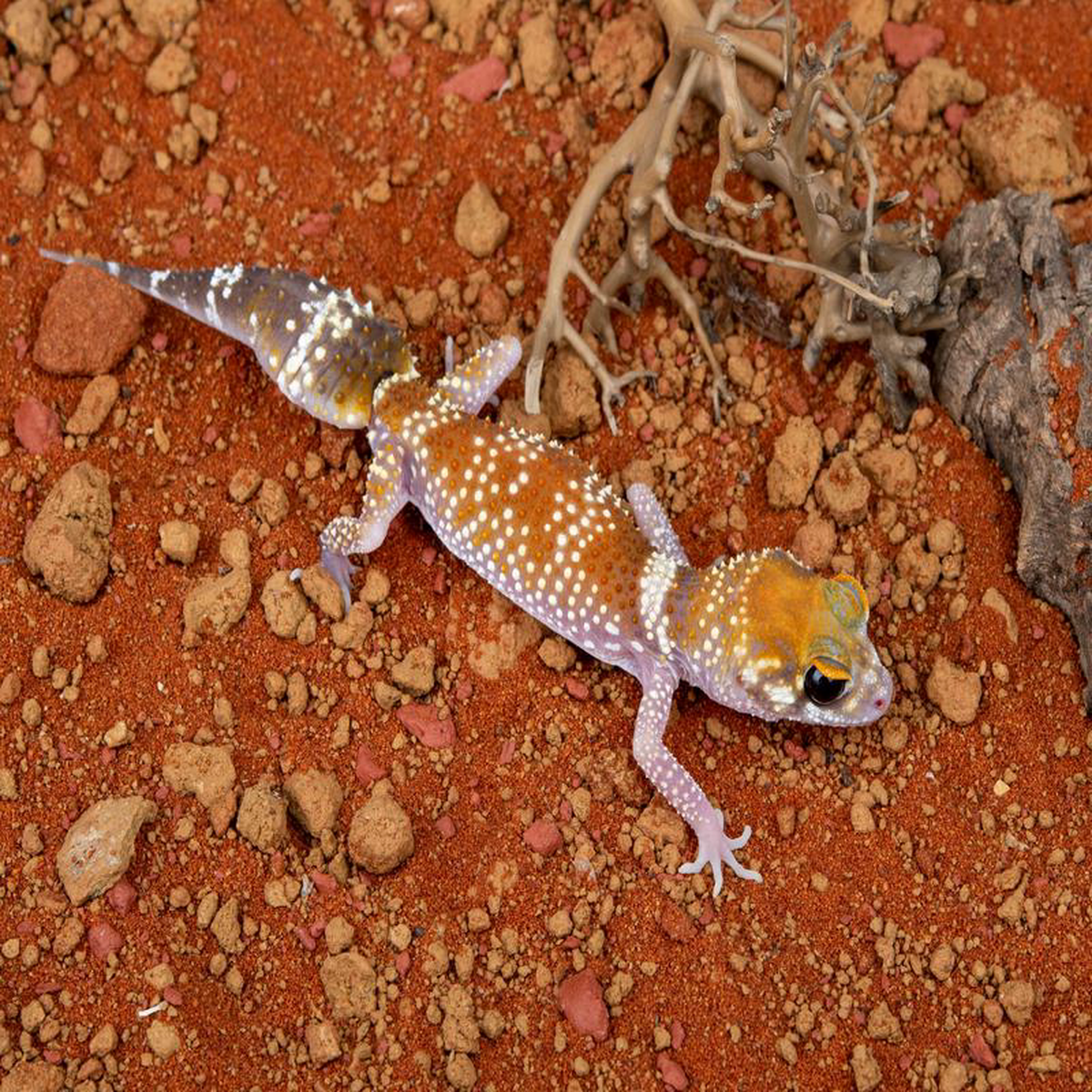 Female Hypo UMilii (NGUM-0109-3)