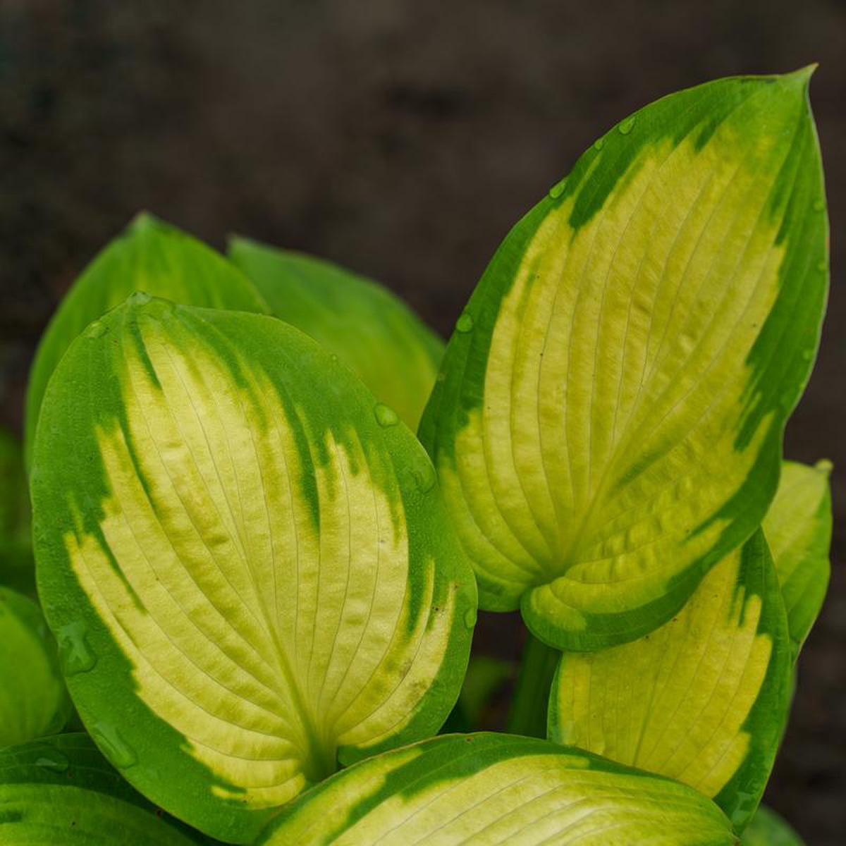 Gold Standard Hosta 2 Gallon