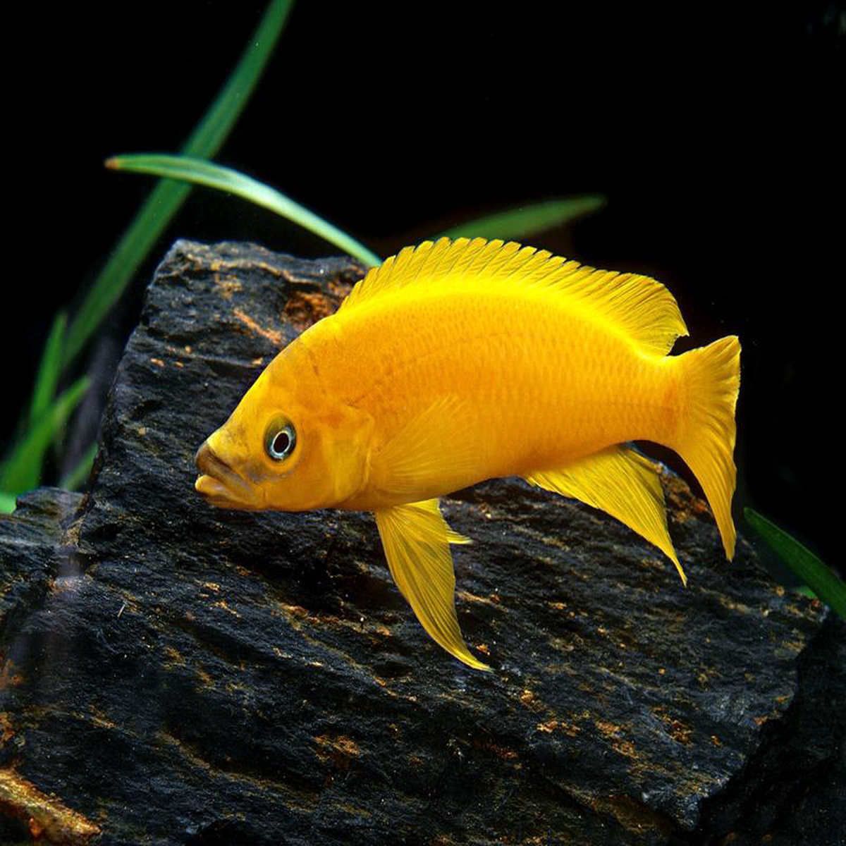 Neolamprologus Leleupi