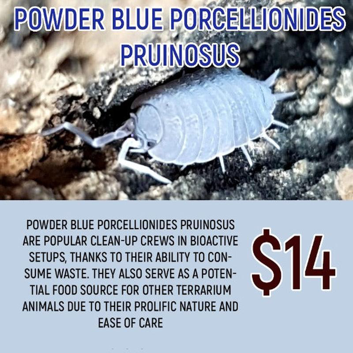 Porcellionides pruinosus 8221Powder Blue8221 (20PC)
