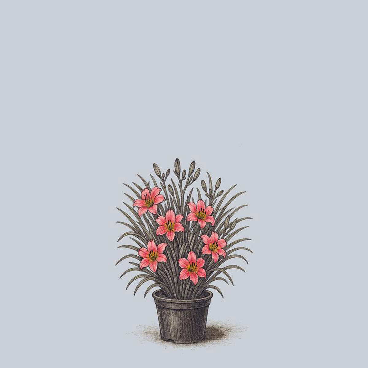 Strawberry Candy Daylily 2 Gallon