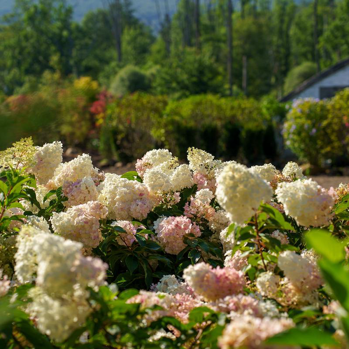 Vanilla Strawberry Panicle Hydrangea 5 Gallon