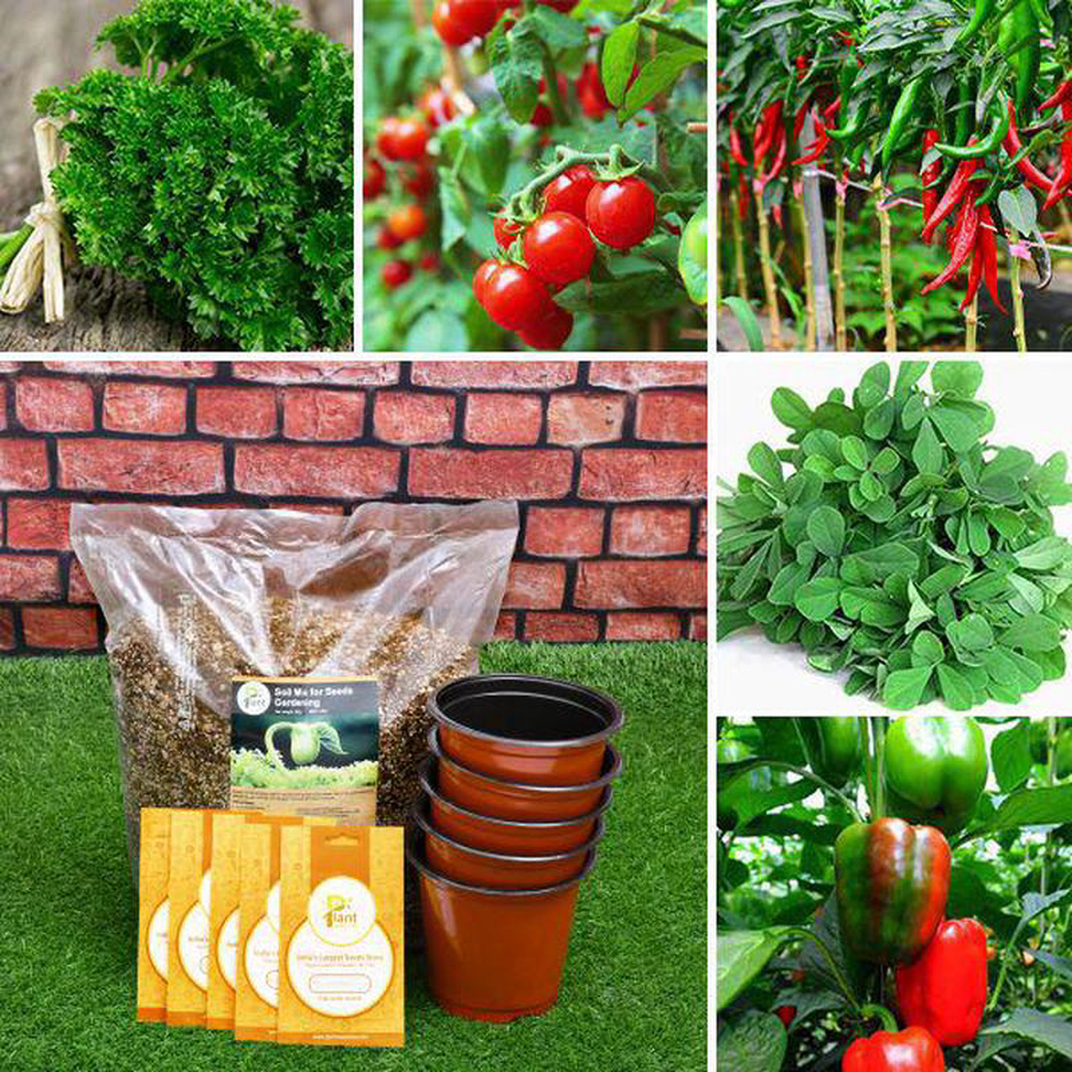 5 Best Seeds to Grow Organic Vegetables Herbs 8211 Kitchen Garden Pack