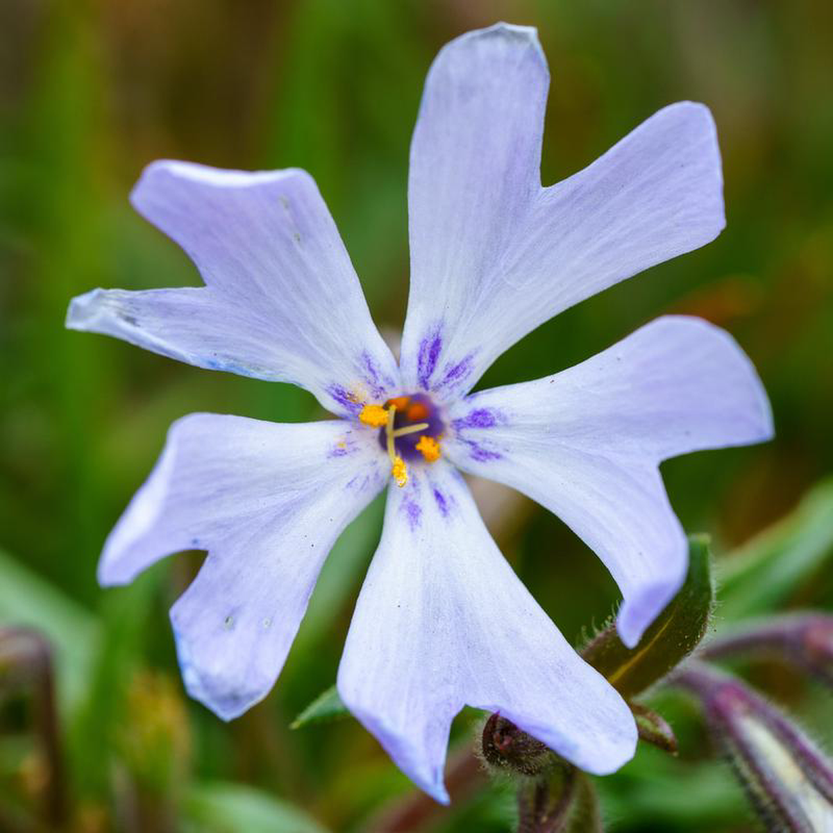 Bedazzled Lavender Creeping Phlox 1 Gallon