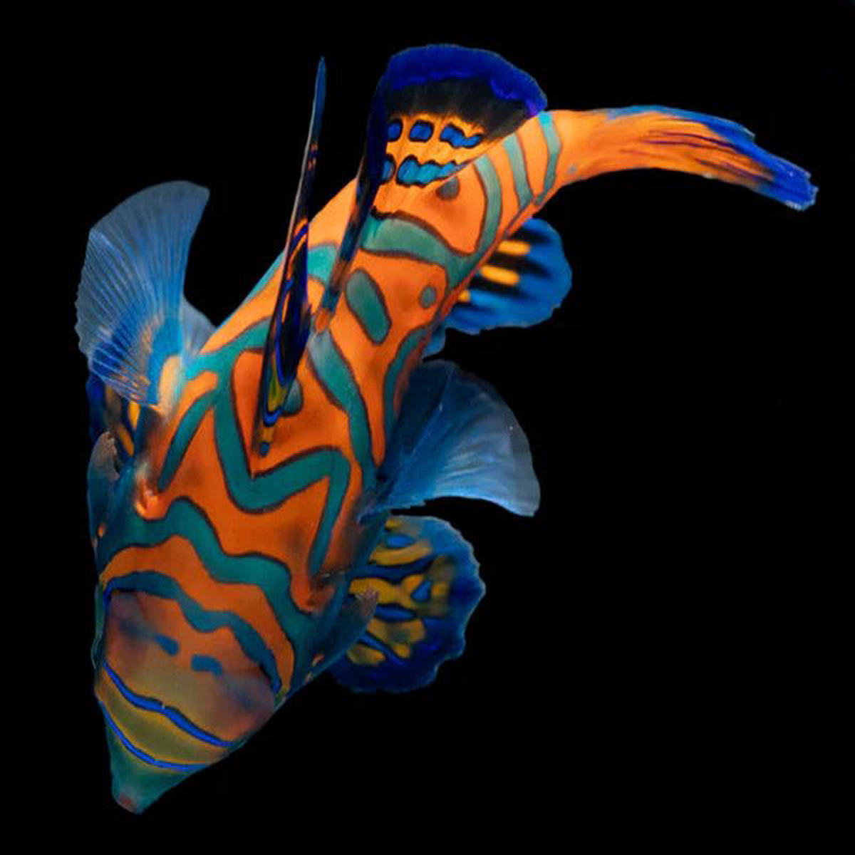 Blue Mandarin Fish 8211 Synchiropus splendidus 8211 Biota Captive Bred 8211 Tiny (lt 1quot)