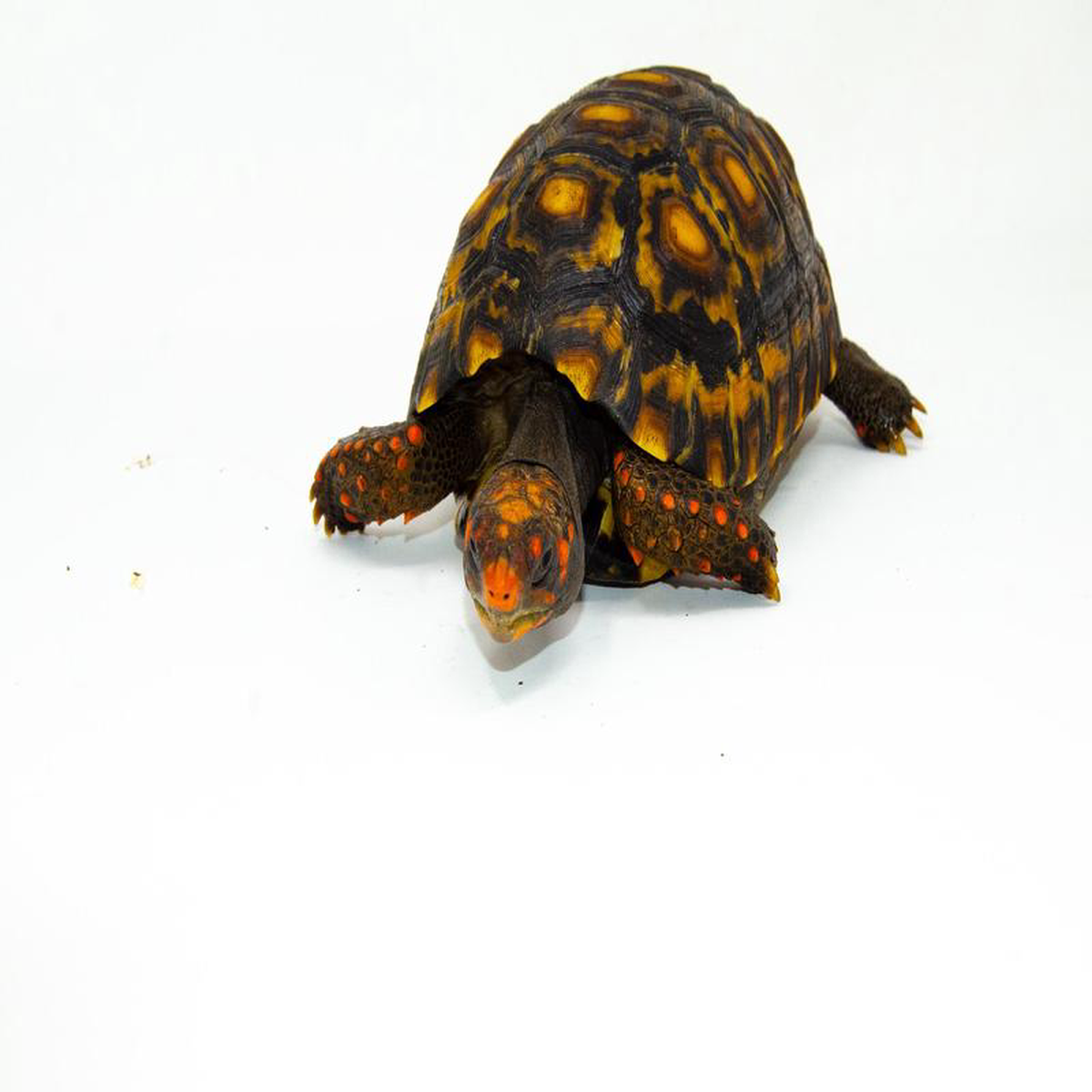 Brazilian Cherryhead Red Foot Tortoise Adult Male 2 8211 BCRFTAM2