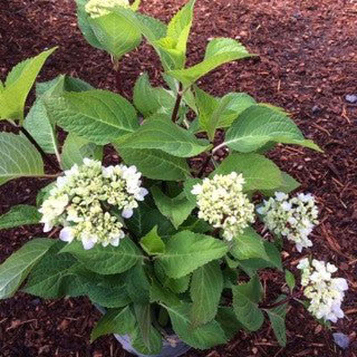 Hydrangea macrophylla 8216Blue Enchantress8217 2 Gallon