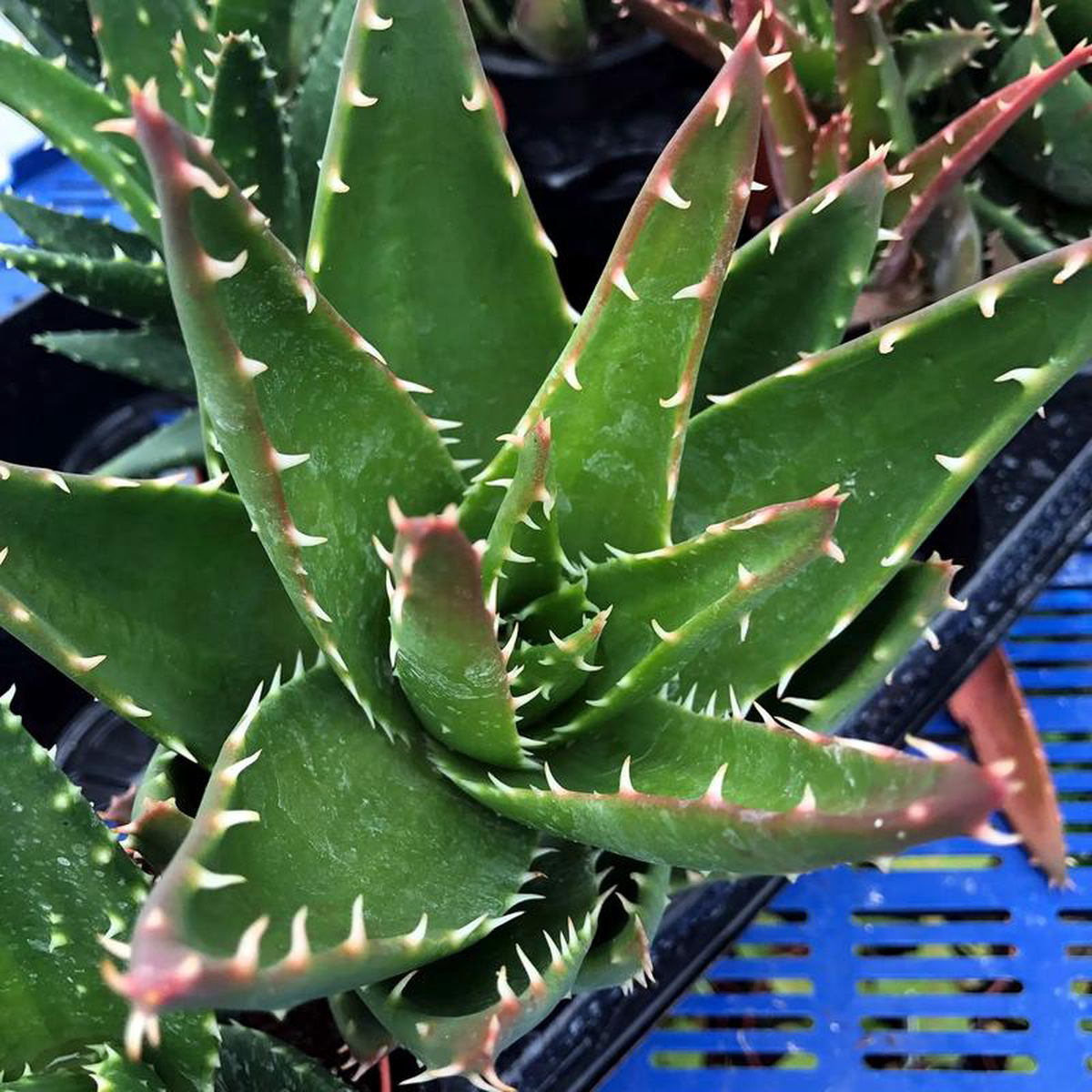 Short-Leaf Aloe (Aloe brevifolia)