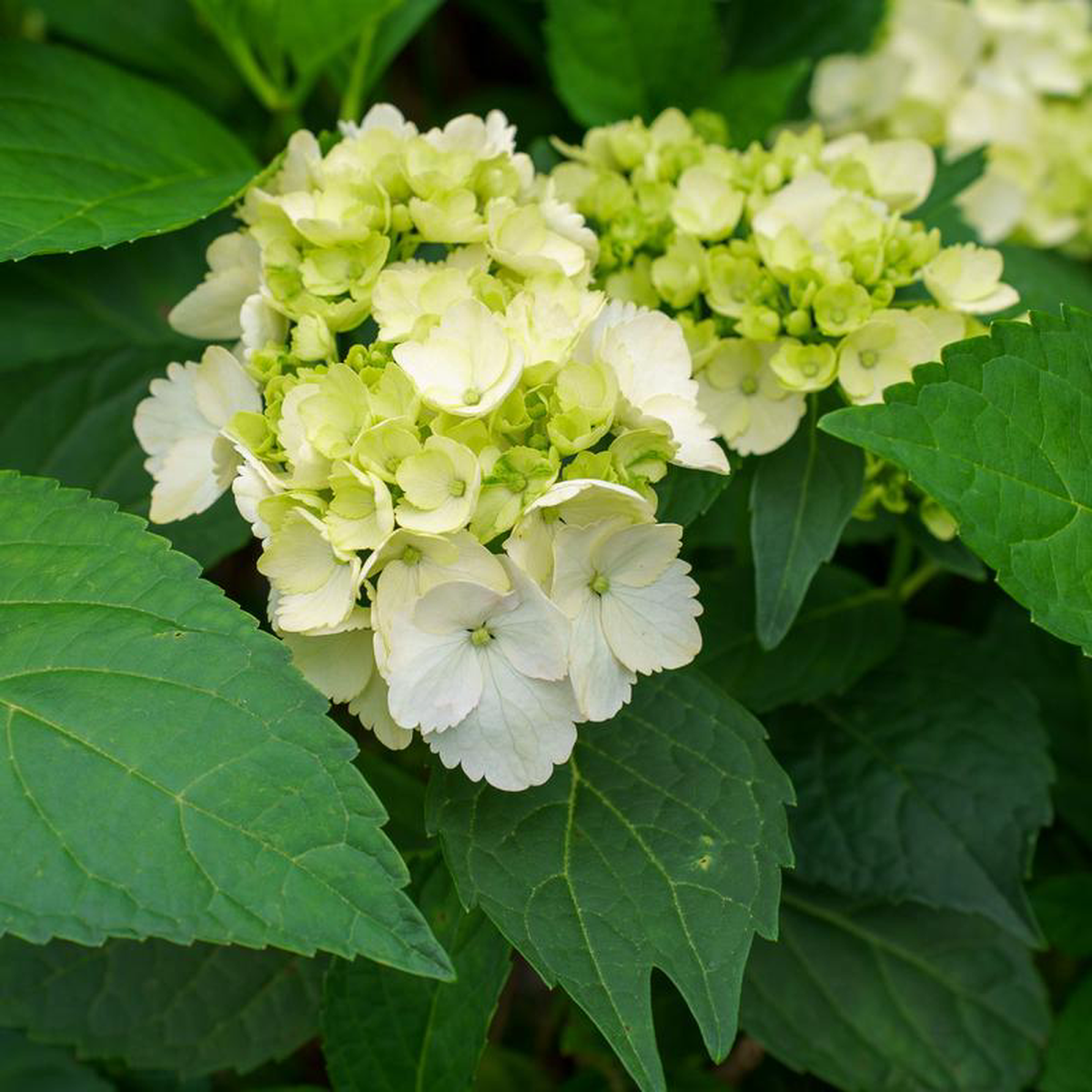 Sister Theresa Bigleaf Hydrangea 5 Gallon