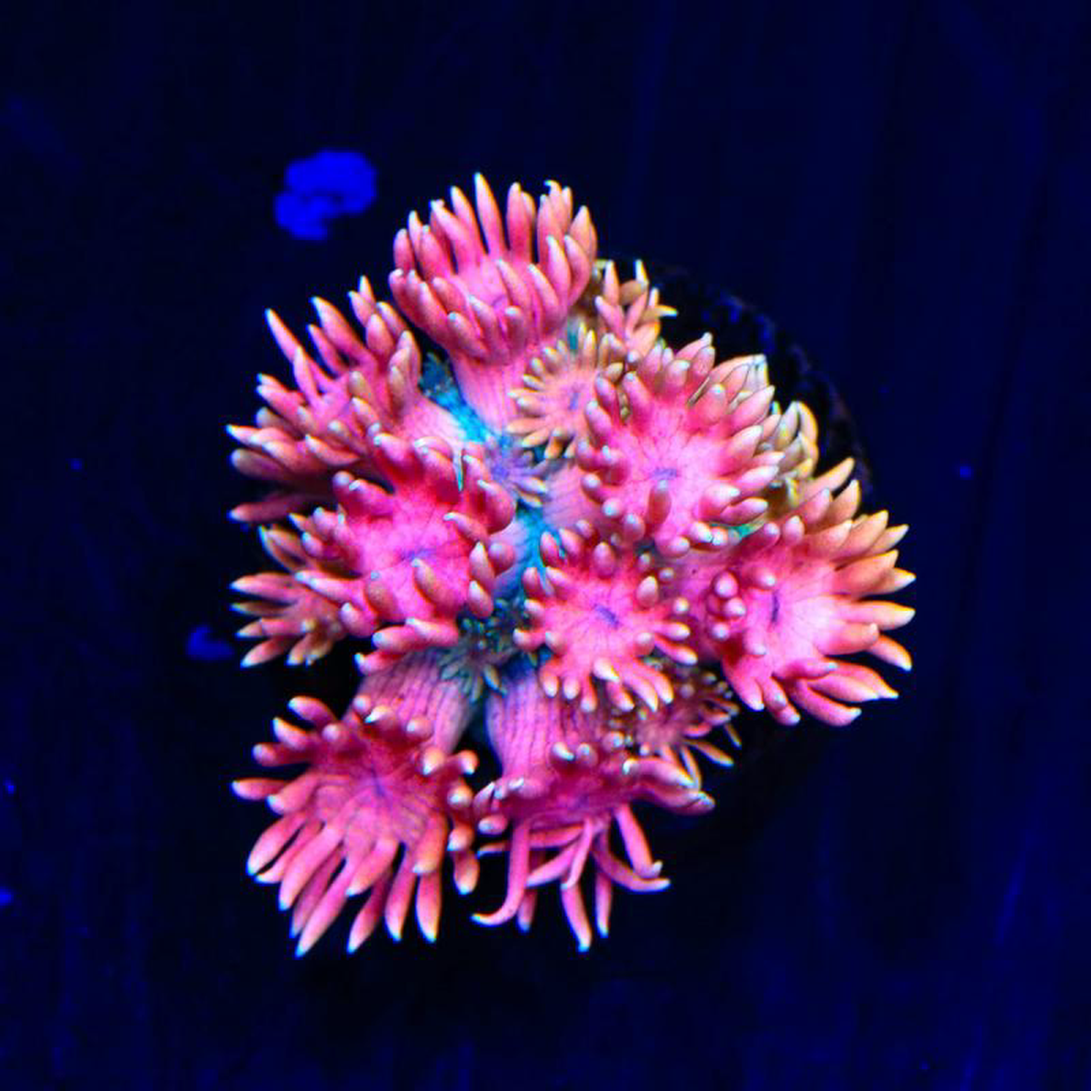 TSA Cosmic Sunrise Goniopora Coral