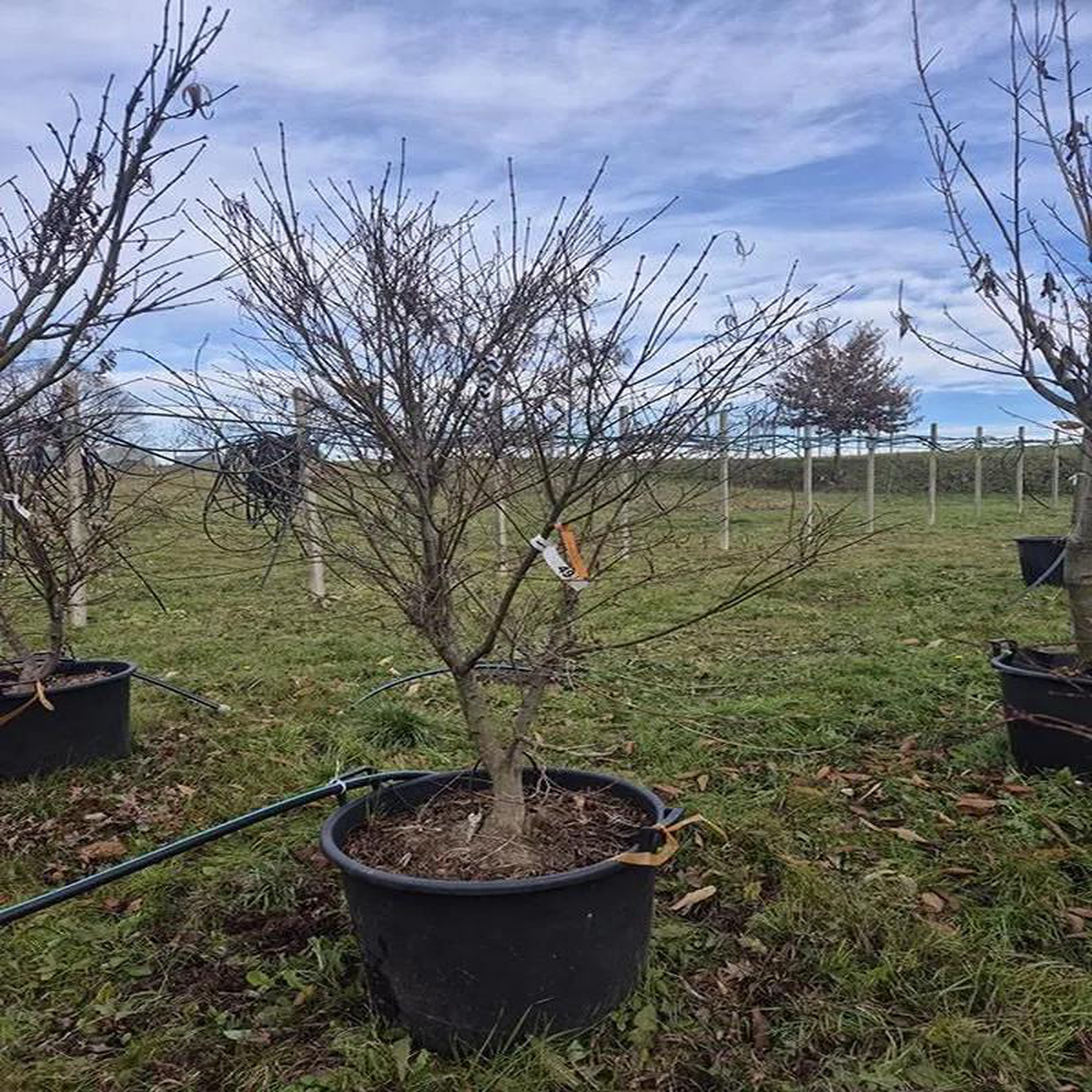 Acer Palmatum 8216Linearilobum8217 62cm Pot 210cm Height Outdoor Tree