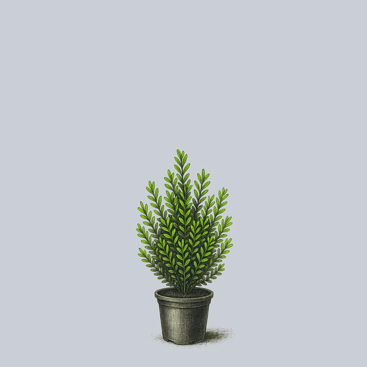 Densa Inkberry Holly 6 Gallon