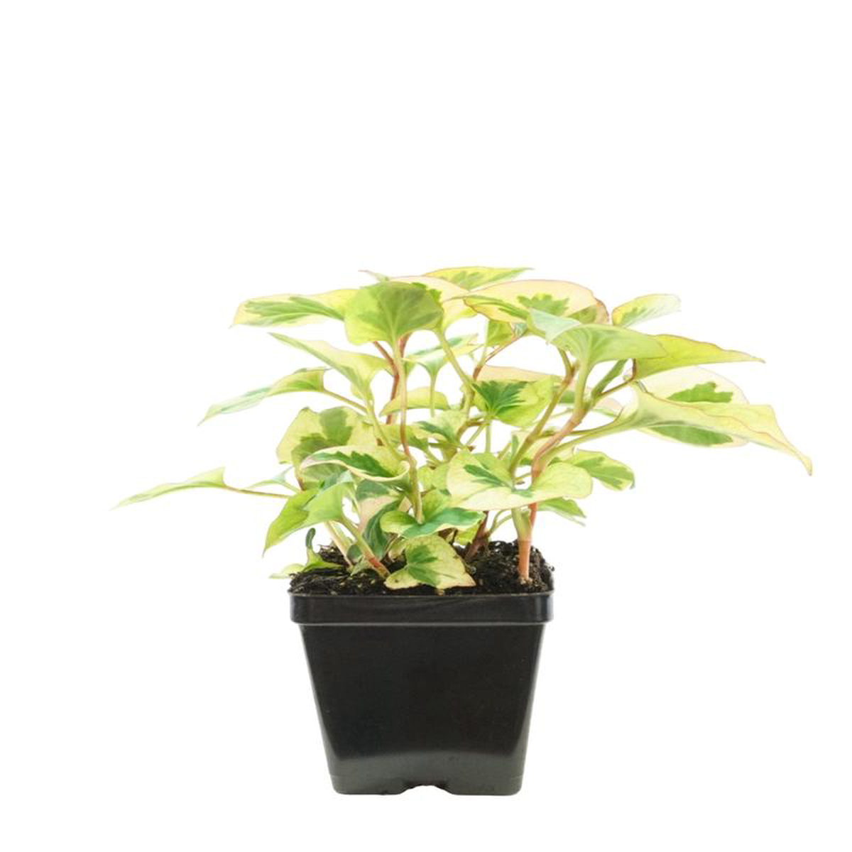 Houttuynia 8216Chameleon8217 4 Inch
