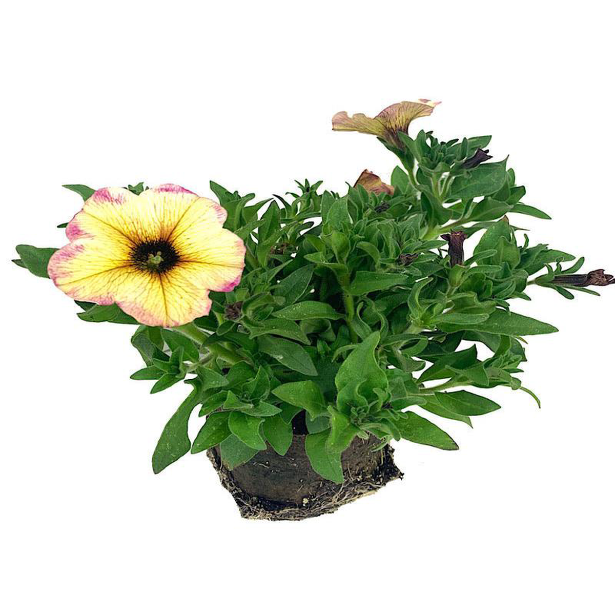 Petchoa Supercal 8216French Vanilla8217 4 Inch