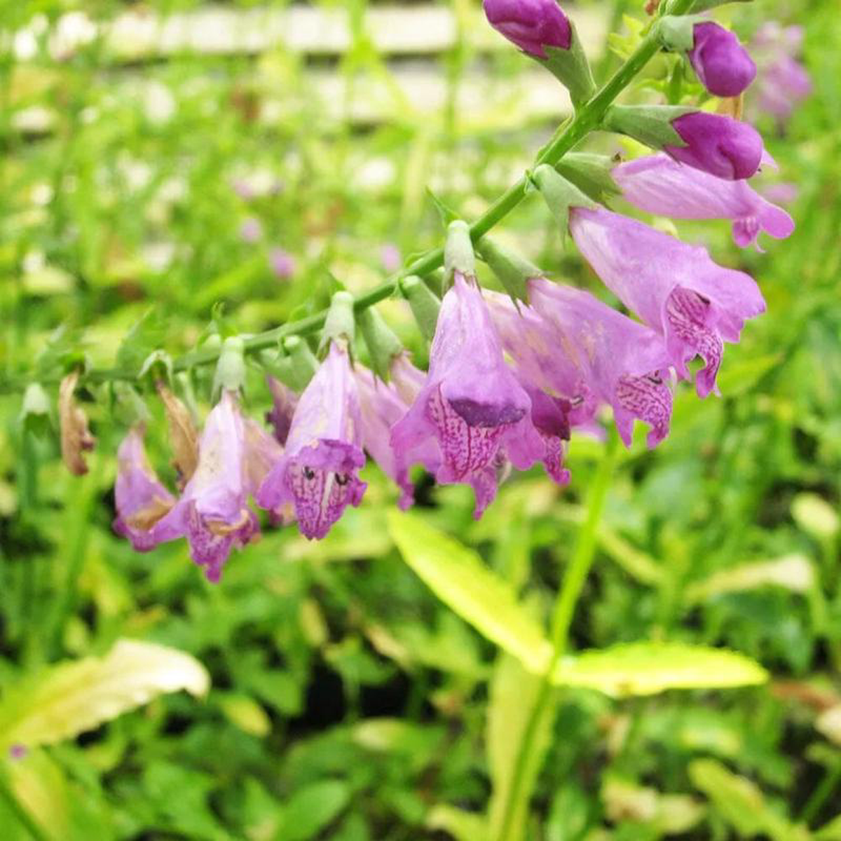 Physostegia Virginiana Aquatic Pond Plant 8211 Obedient Plant 5ltr Pot Size