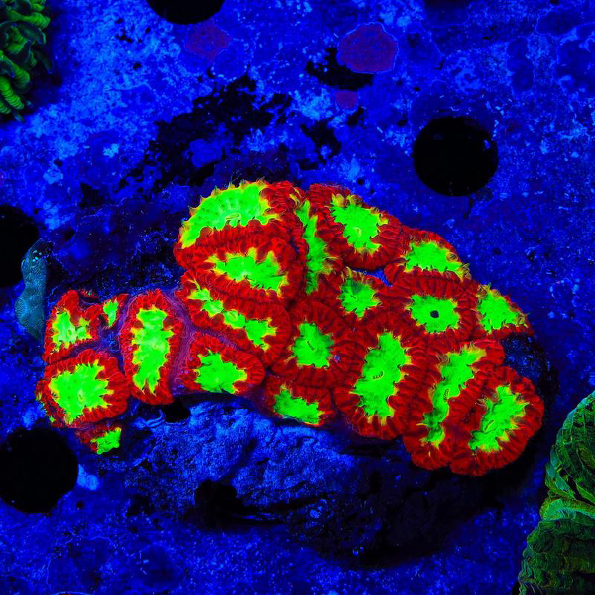 Red Hot Blastomussa Colony Coral