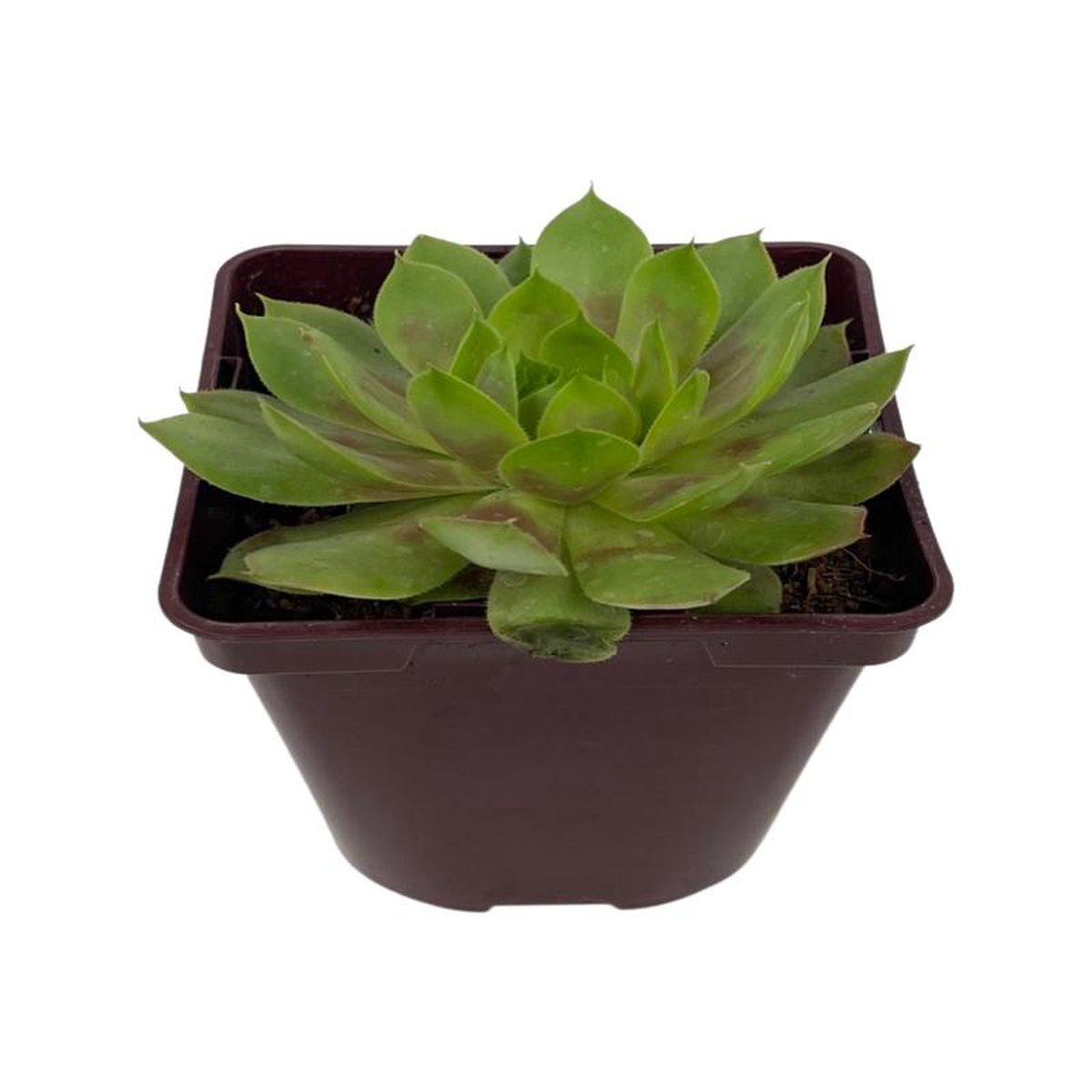 Sempervivum 8216Jubilee8217 4 Inch