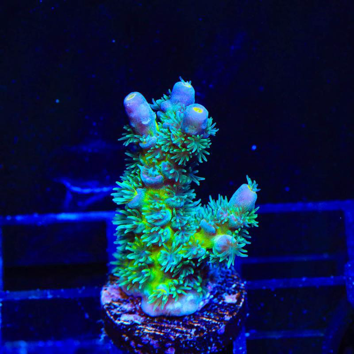 TSA Dirty Harry Acropora Coral