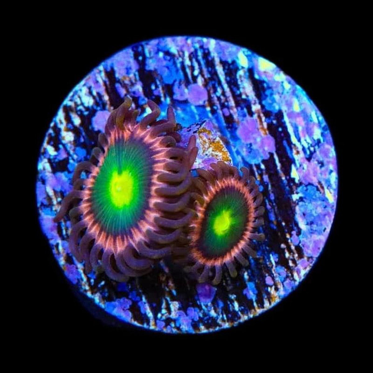 TSA Space Cadet Zoanthids Coral