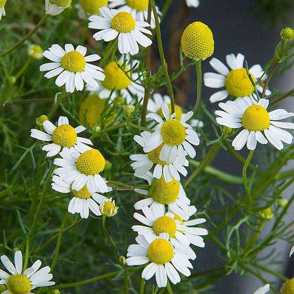German Chamomile 8211 Herb Seeds