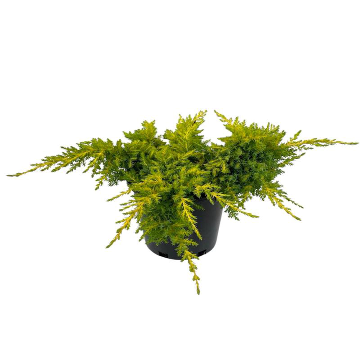 Juniperus chinensis 8216Daub s Frosted8217 1 Gallon