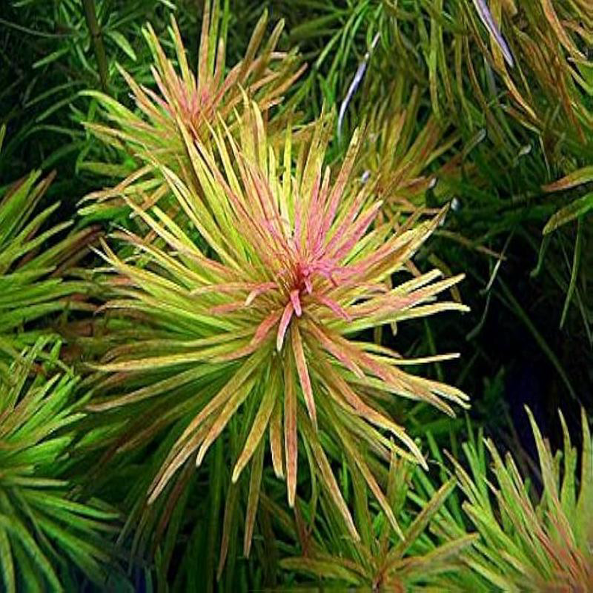 Ludwigia White