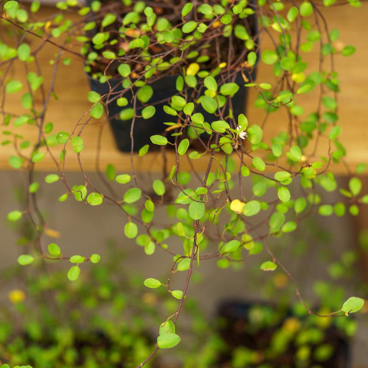 Maidenhair Vine Quart