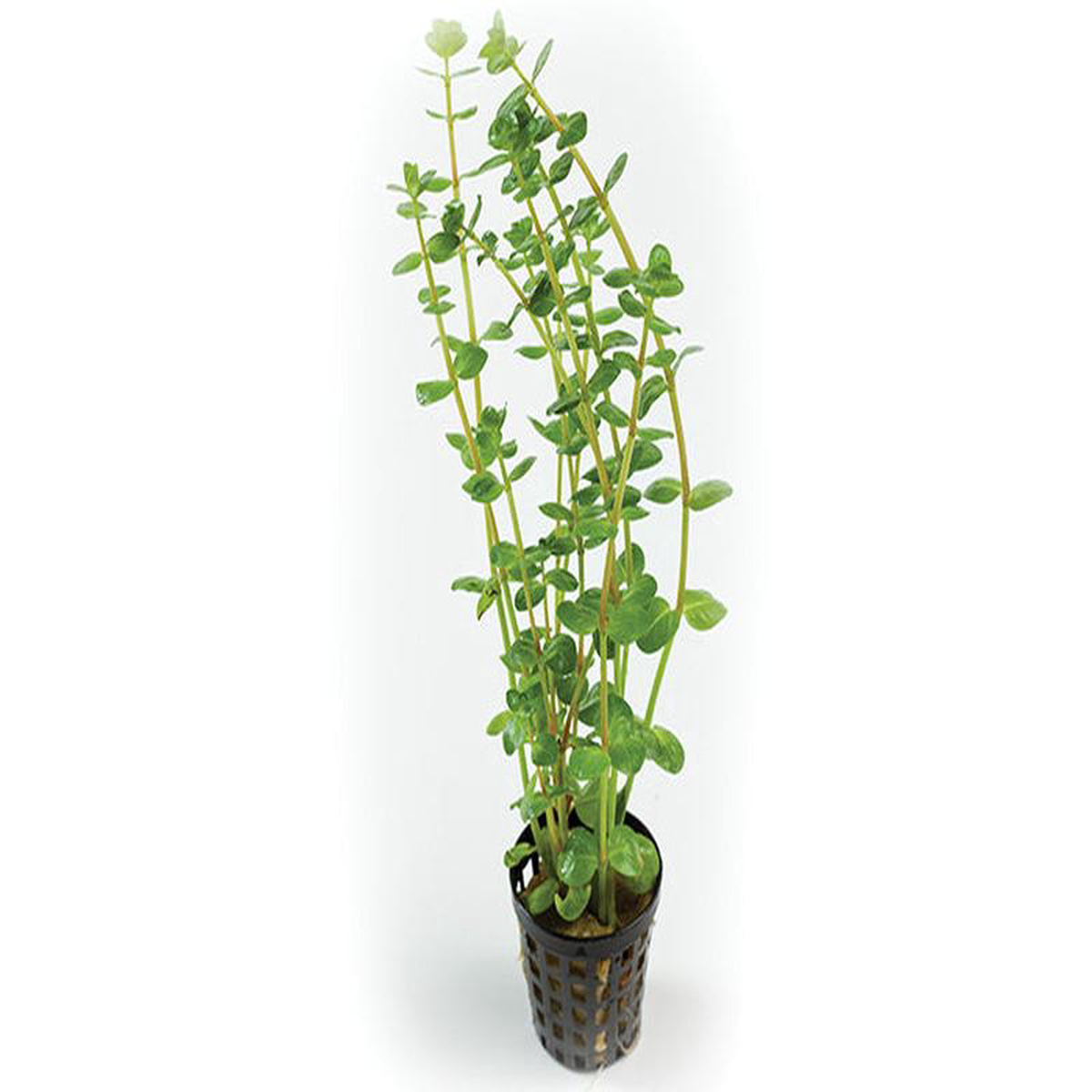 Rotala Rotundifolia in Mesh Pot