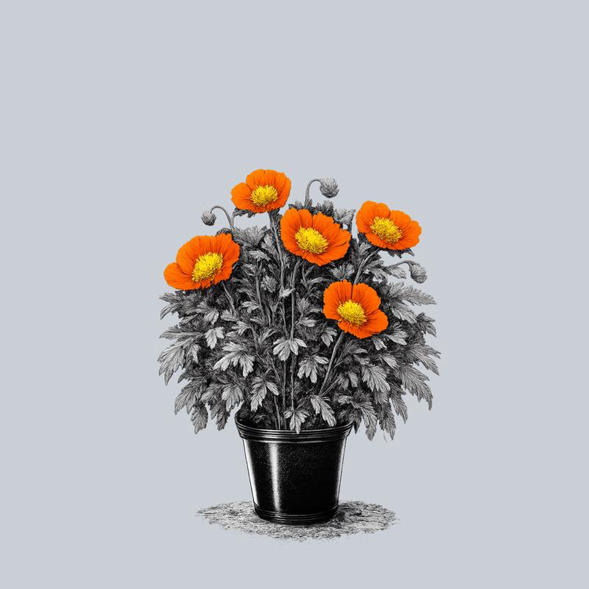 Spring Fever Orange Iceland Poppy Quart