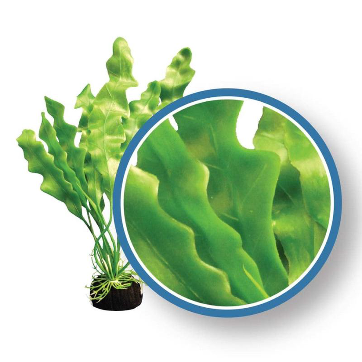 Weco Freshwater Pro Series Amazon Ruffled Sword Aquarium Plant