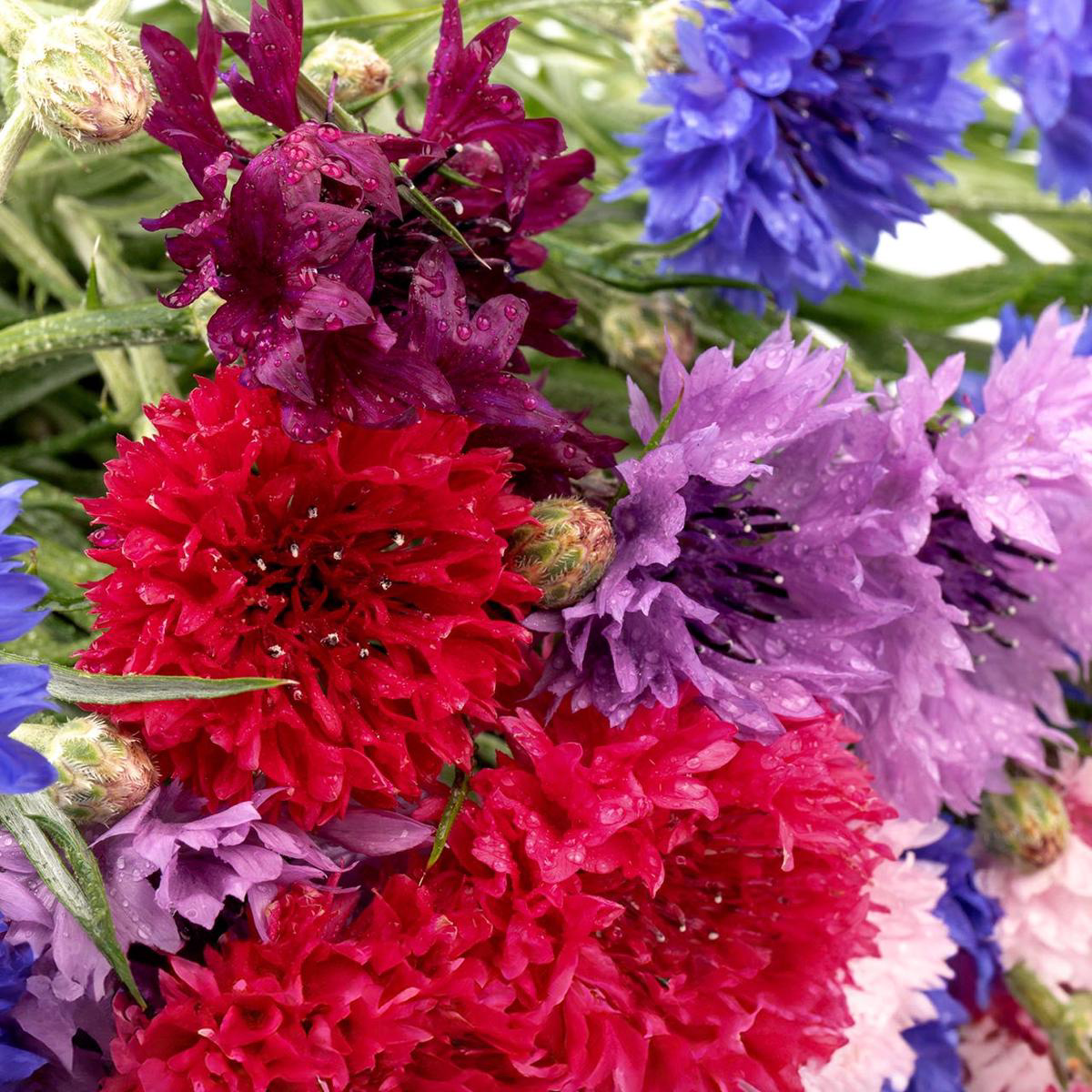 Bachelor Button Polka Dot Mix (Centaurea cyanus) Annual